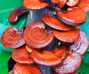 Ganoderma lucidum