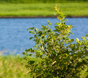 Polygonum cuspidatum