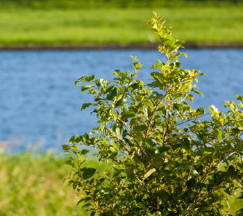 Japanese knotweed