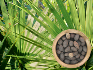 Saw palmetto and fruit