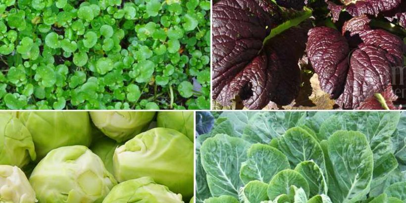 cruciferous vegetables