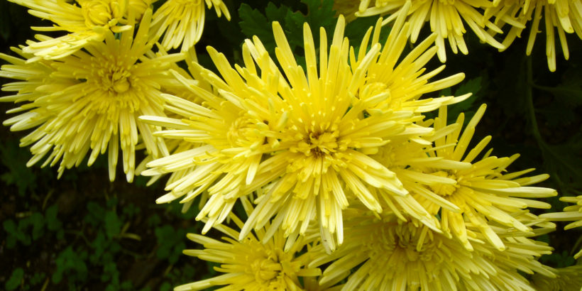 POWER OF NATURE_section 6_Chrysanthemum_cover image